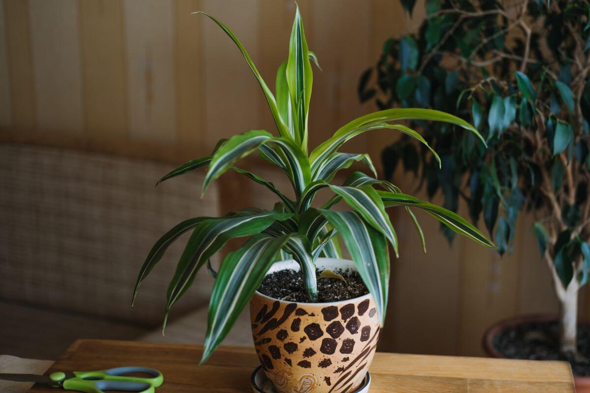 A potted dracaena fragrans with long, variegated green leaves sits on a wooden table.