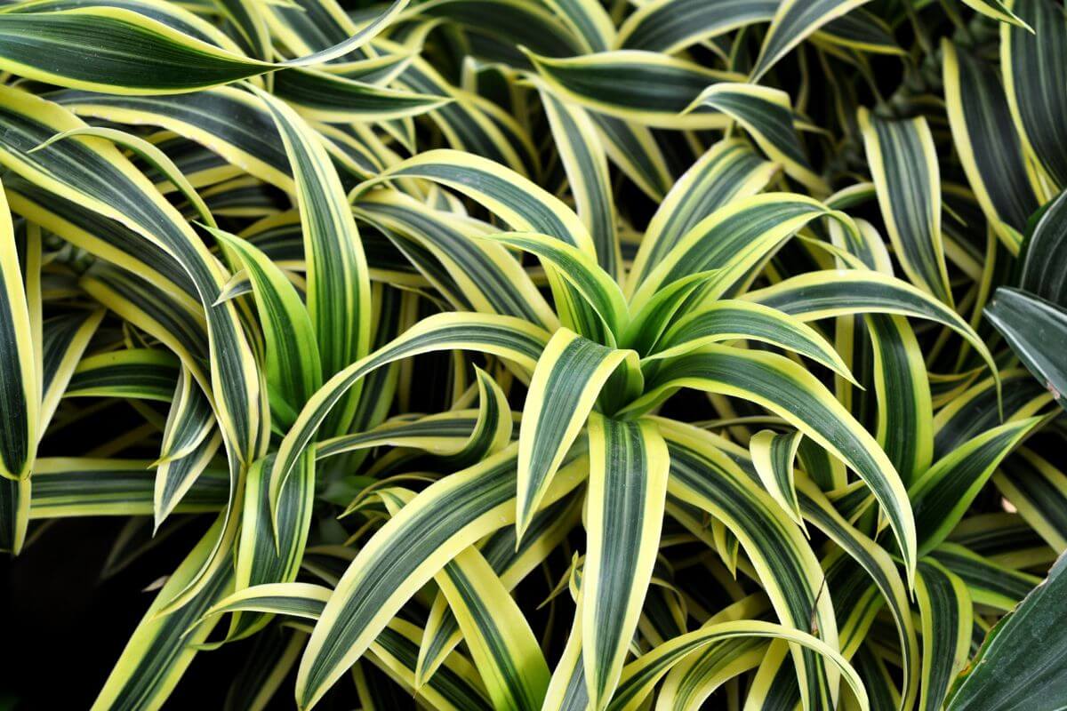 A close-up view of a lush bunch of Dracaena plants with long, narrow, green leaves featuring yellow stripes running down the middle.