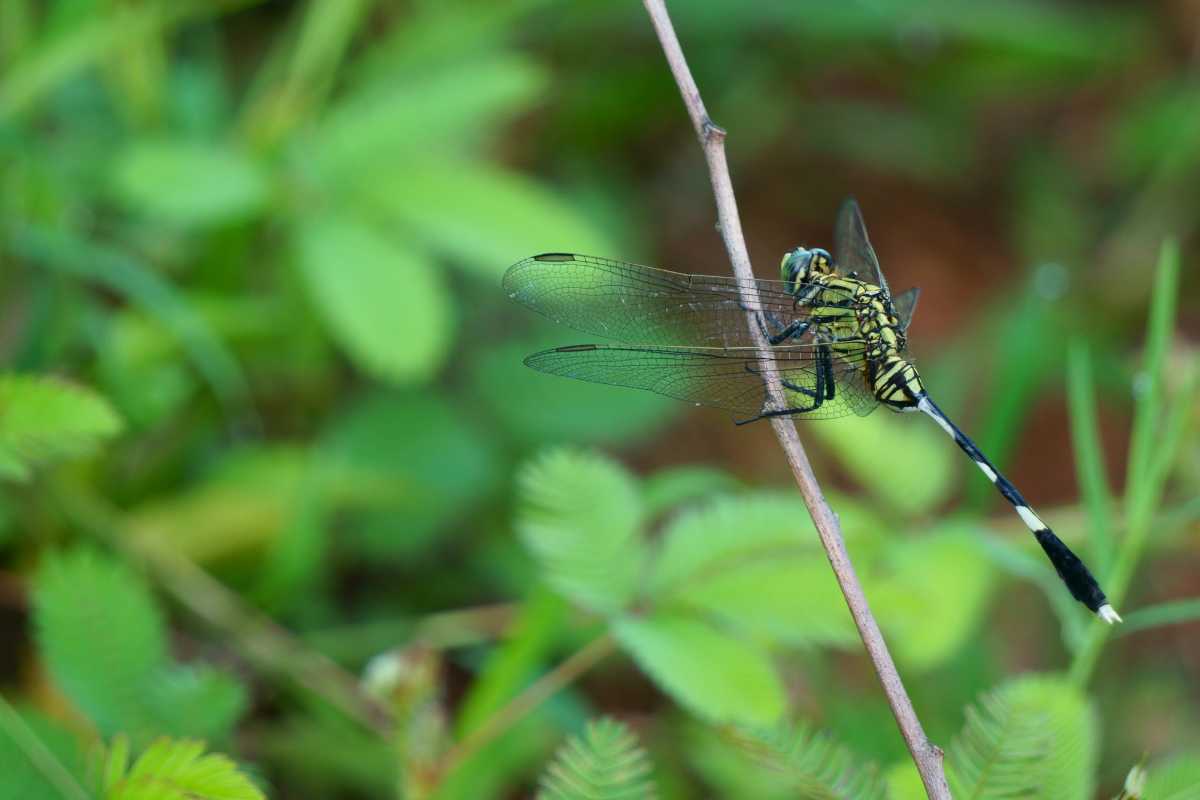 A dragonfly with translucent wings and a striped black and yellow body, one of nature's beneficial predatory insects.