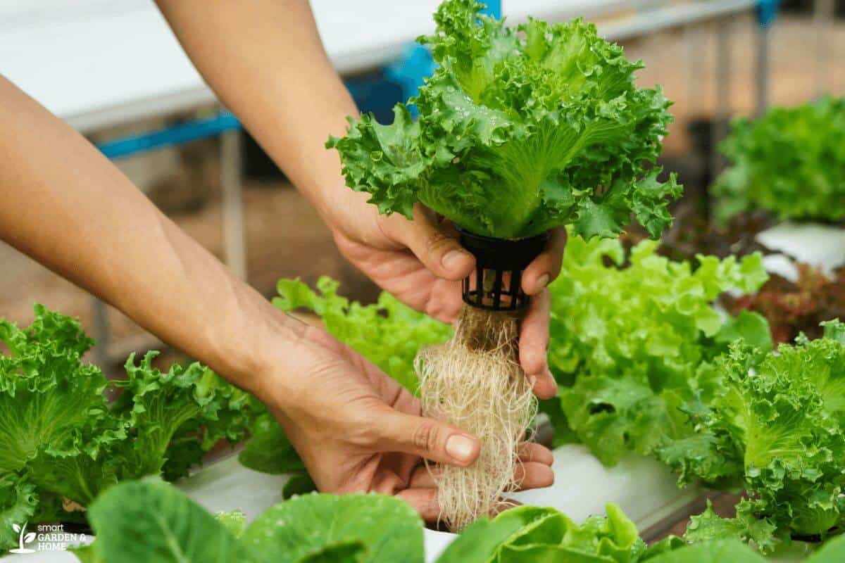 Dry Hydroponic Plant Roots