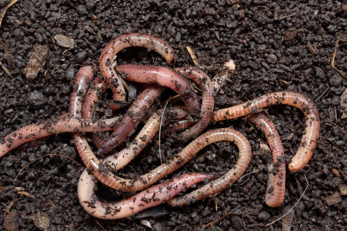 A group of earthworms, those beneficial compost insects, is intertwined on a surface of dark, moist soil. 