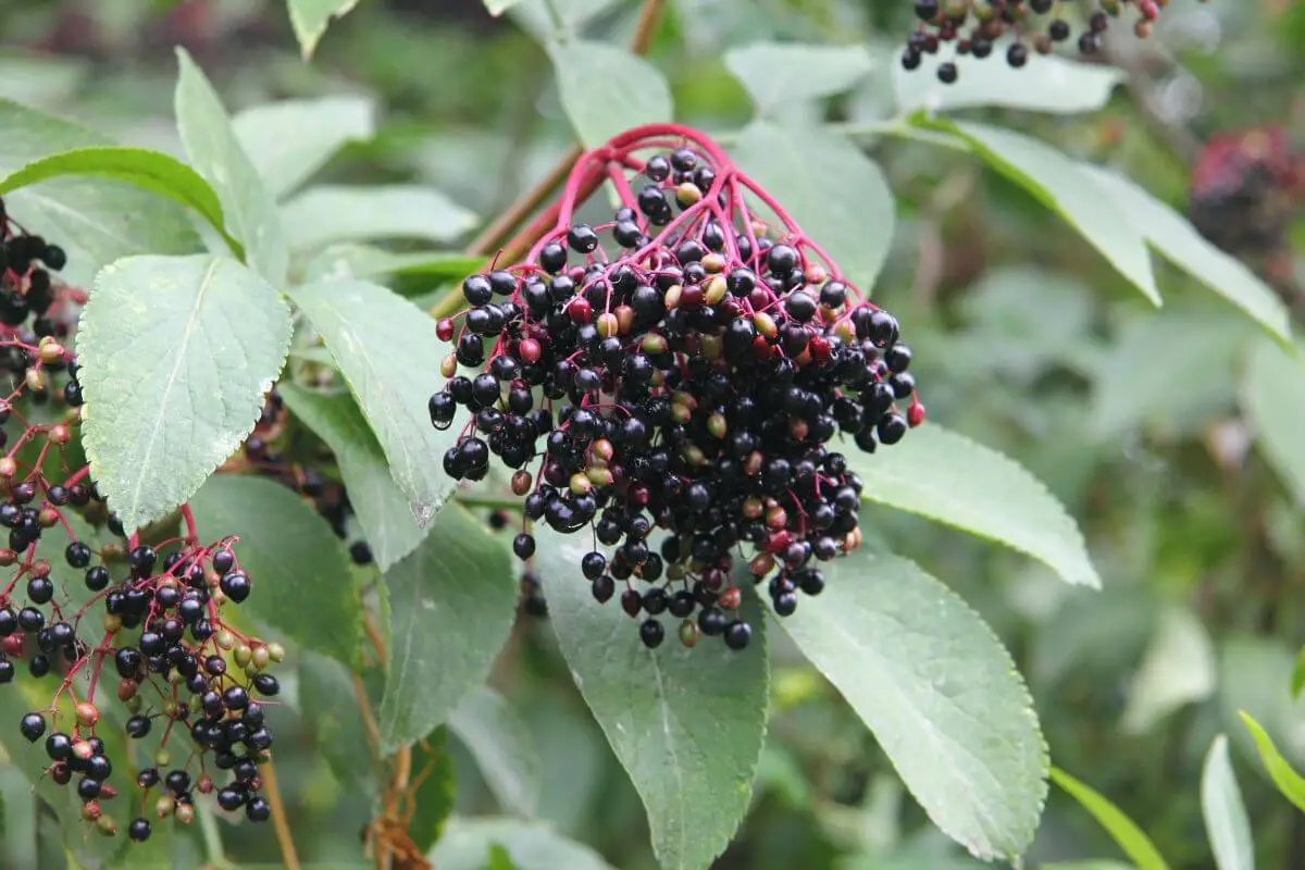 A cluster of dark purple elderberries, one of the wild edible berries, hanging from red stems, surrounded by green leaves. 