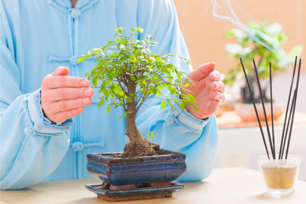 Person in a light blue robe carefully holding a small, flourishing bonsai tree in a blue ceramic pot.