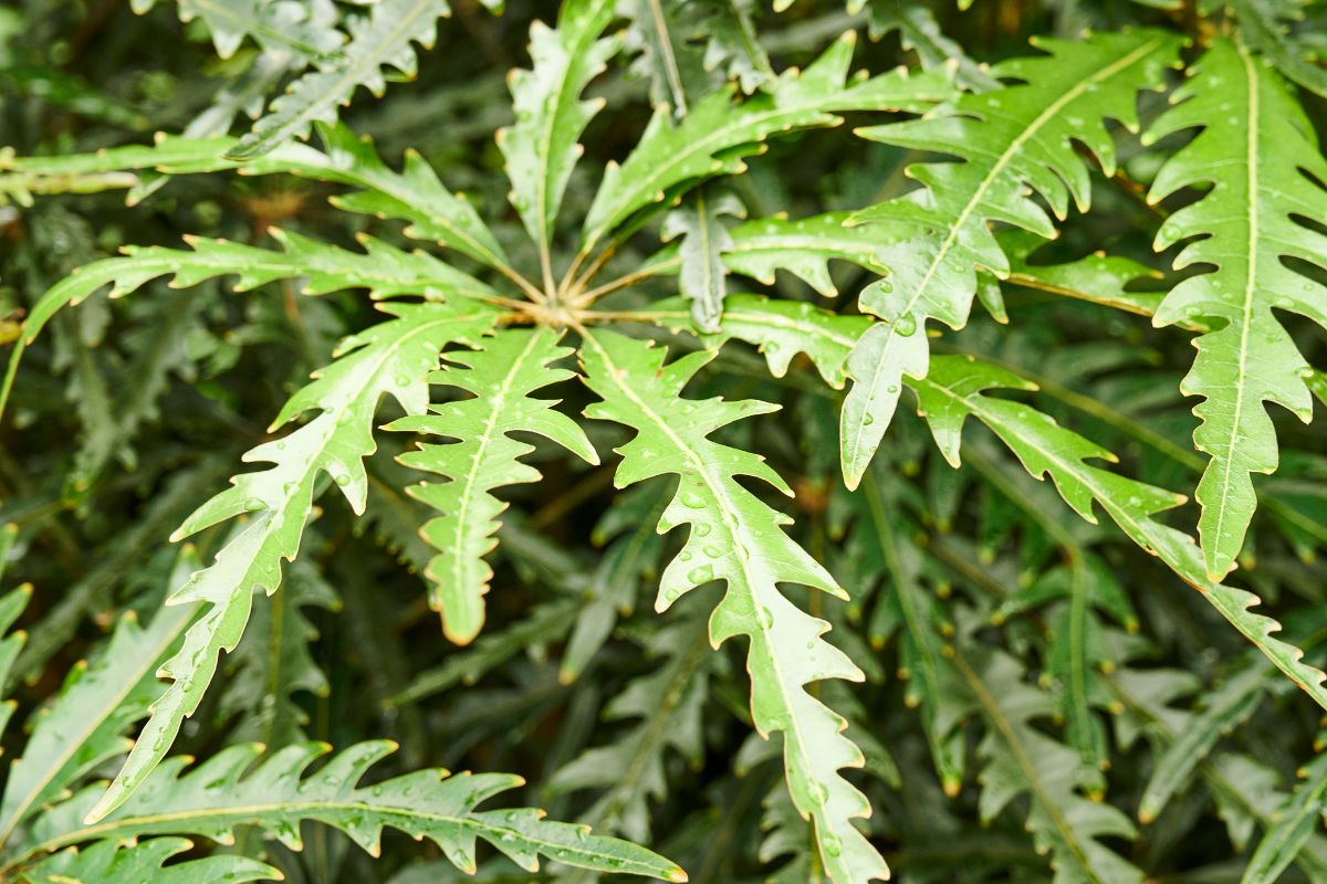 Close-up of lush green false aralia leaves with serrated edges, covered in water droplets.