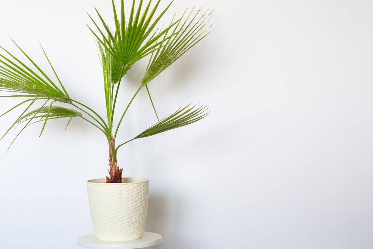 A green potted fan palm with fan-shaped leaves sits on a small, round, white table against a plain white wall background.