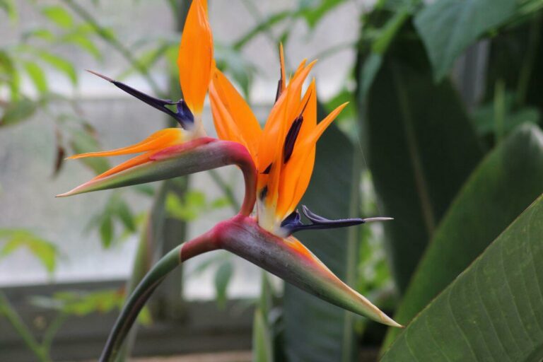 Bird Of Paradise Fertilizer: How To Feed Plants - Smart Garden And Home