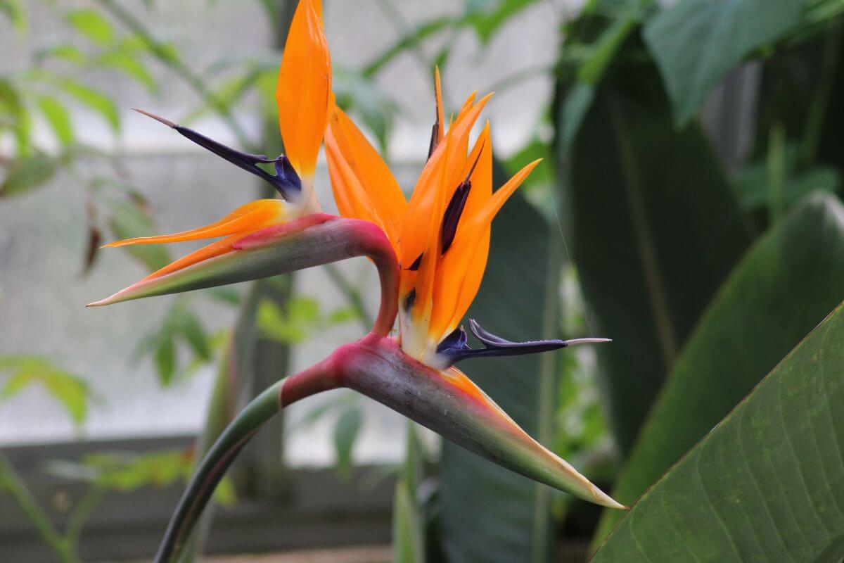 A vibrant orange Bird of Paradise flower with blue and purple accents.