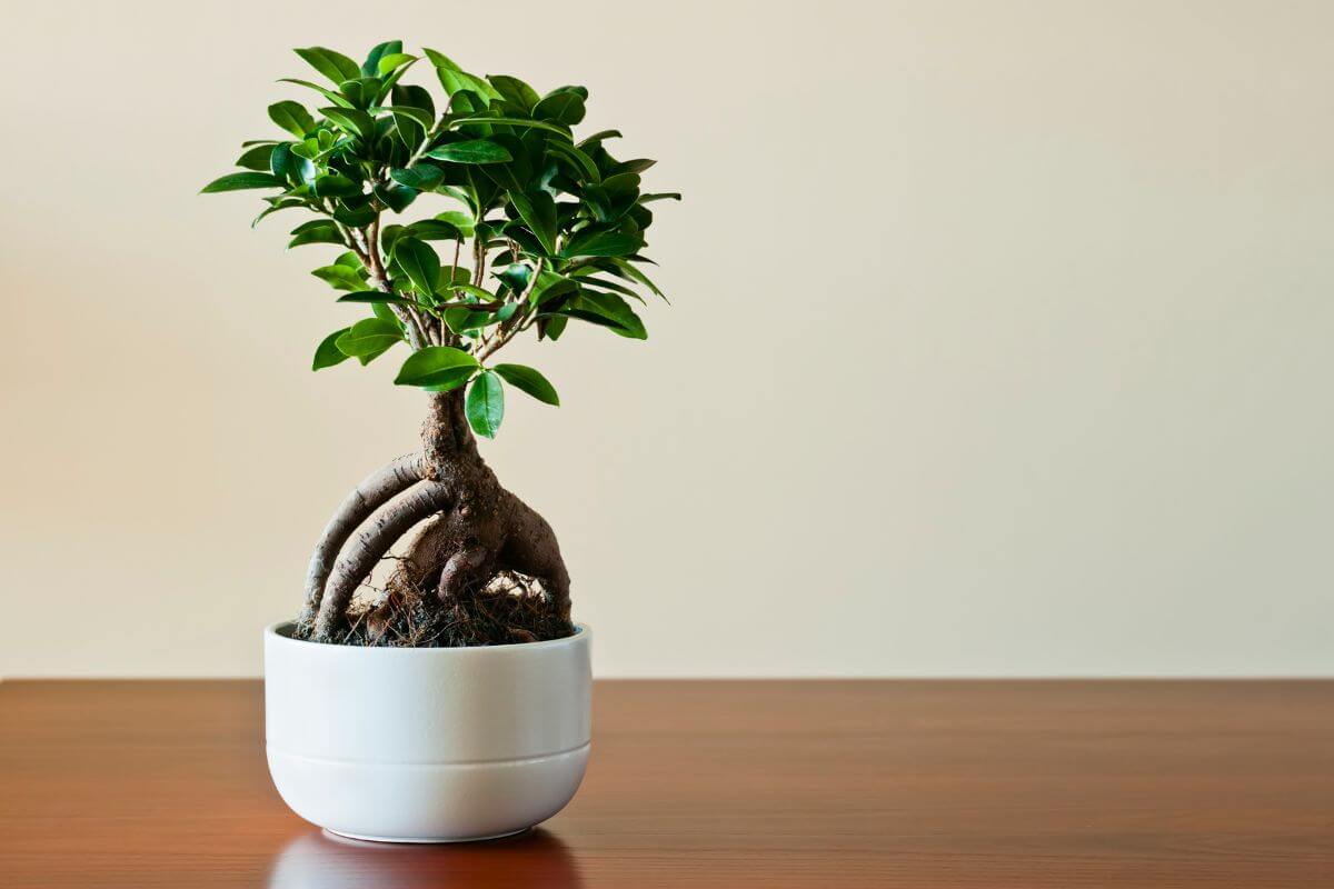 A beautiful ficus bonsai sits alone on a wooden table, waiting to be admired.