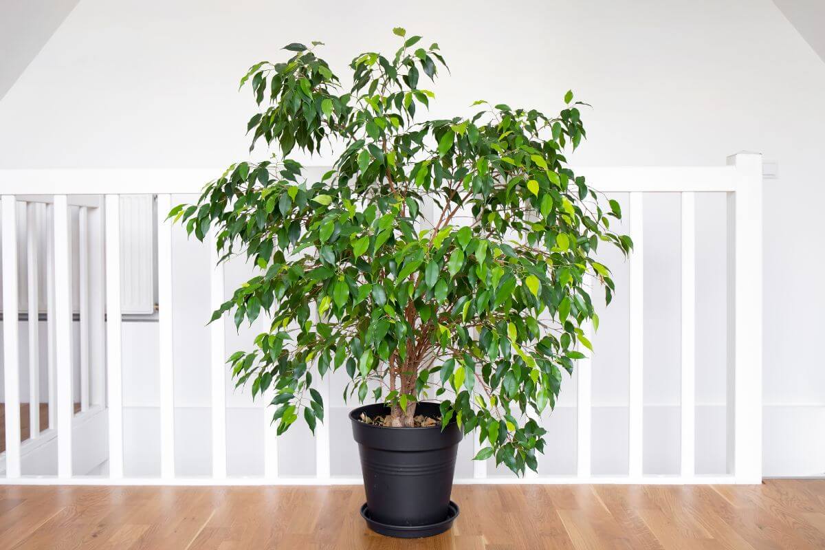 A lush green ficus benjamina sits indoors on a wooden floor in front of a white railing.