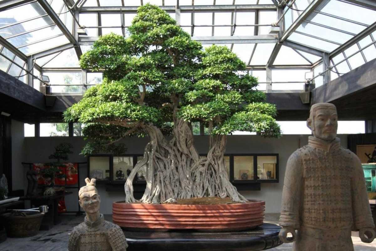 The Ficus Retusa Linn with twisted roots is displayed in an ornate pot inside a glass-roofed museum.