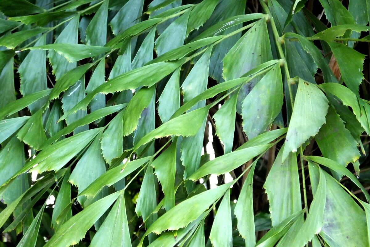 Close-up of lush, green fishtail palm leaves with serrated edges, overlapping each other to create a dense, textured pattern.