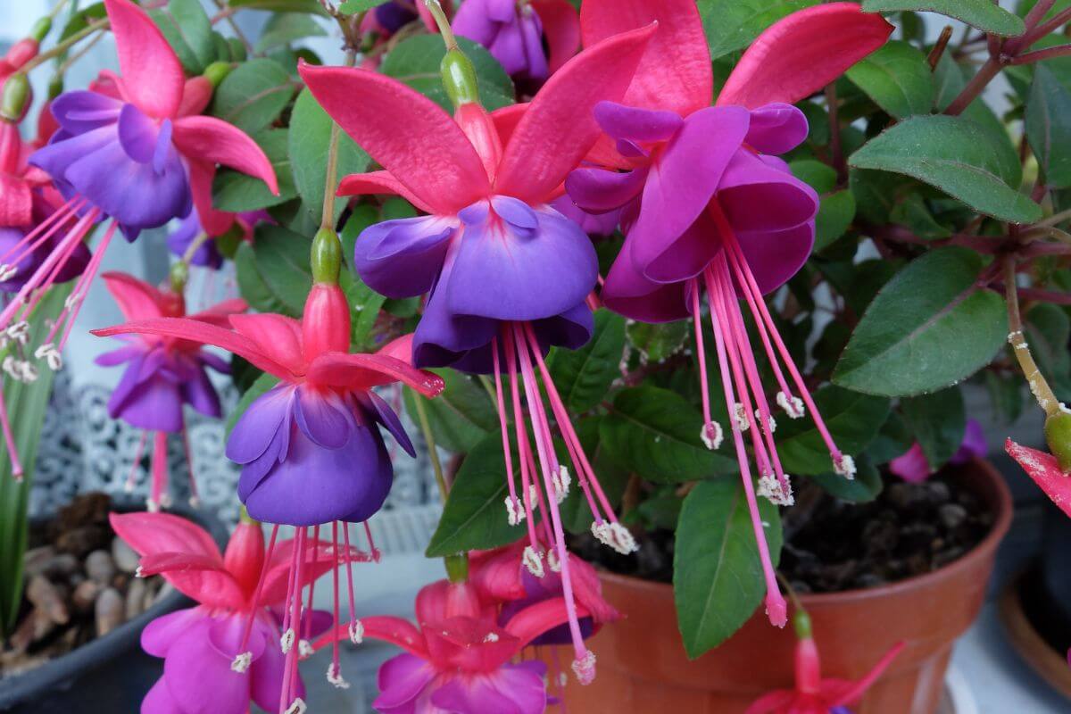 A fuchsia plant, featuring beautiful pink and purple bell-shaped flowers