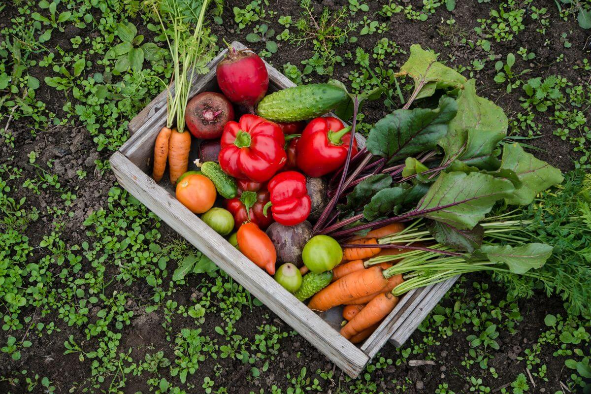 A wooden crate filled with freshly harvested vegetables, an example of why gardening is a good hobby.