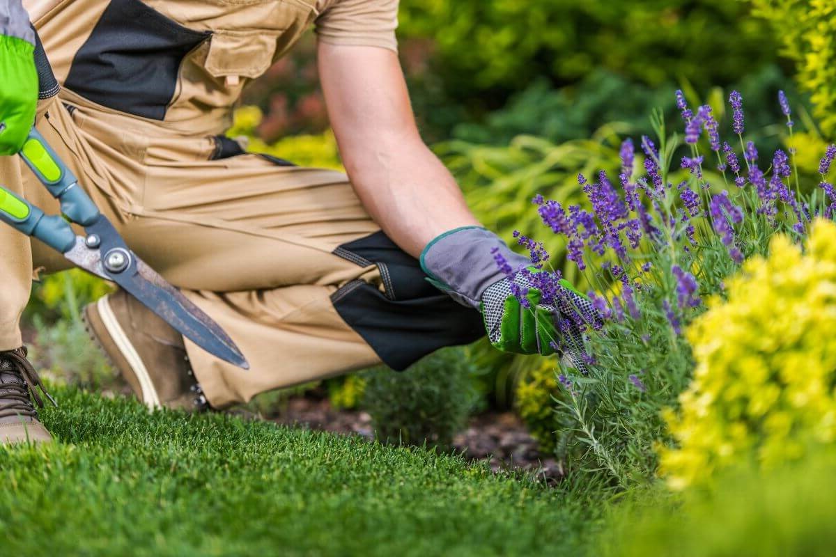 A person wearing gardening gloves is trimming lavender flowers with garden shears in a lush green garden.
