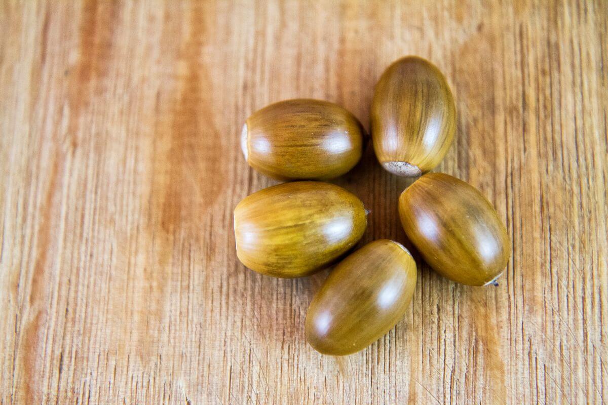 Bonsai oak seeds on a wooden surface, ready for planting.