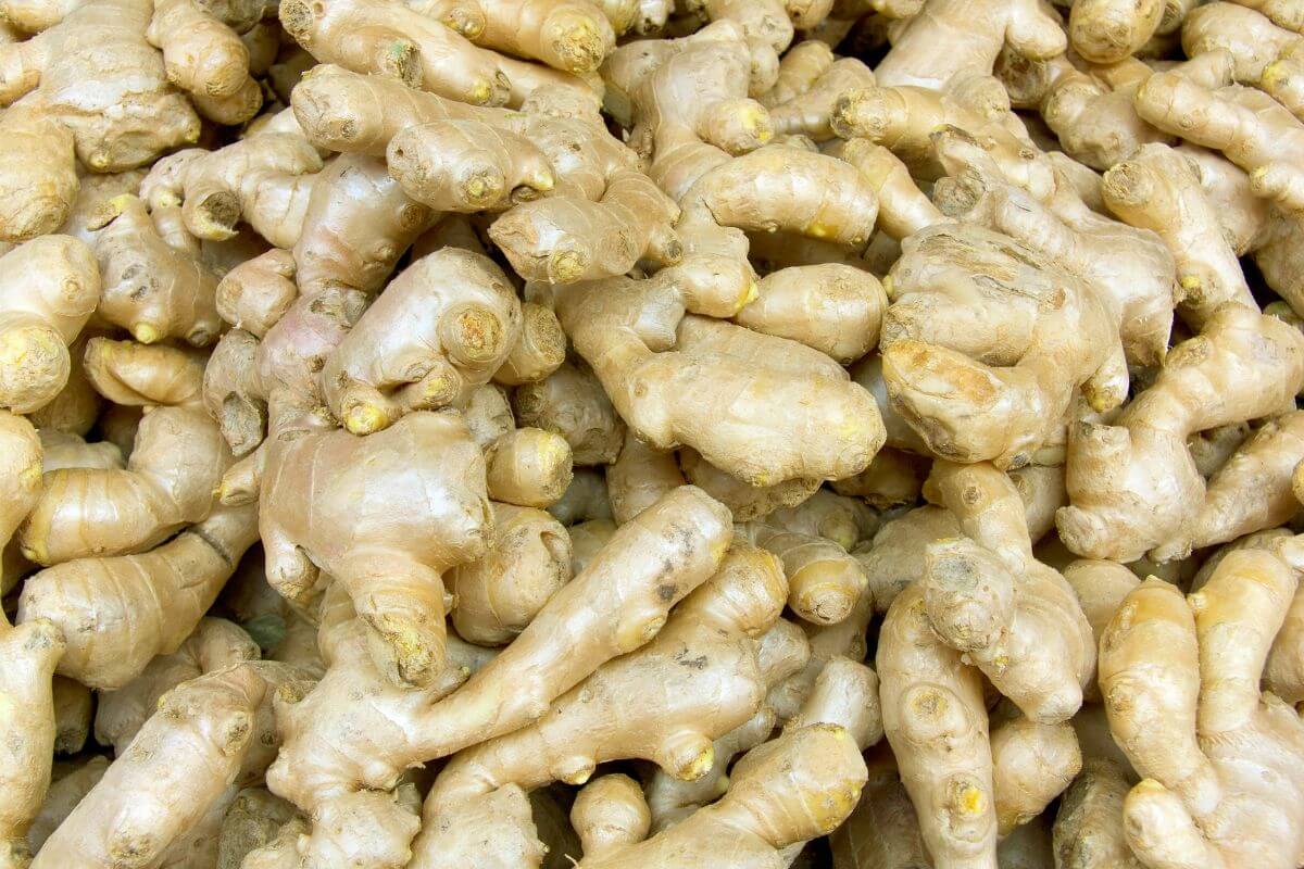 A close-up view of a large pile of fresh ginger roots.