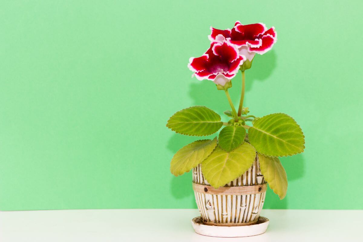 A small potted gloxinia plant with two vibrant red and white flowers and green leaves is placed against a plain green background.