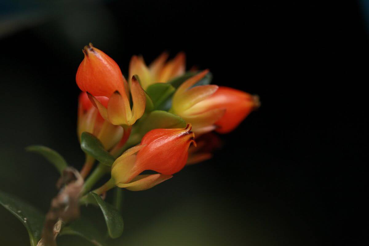 Close-up of vibrant orange and yellow tubular flowers of the goldfish plant with green leaves against a dark background.