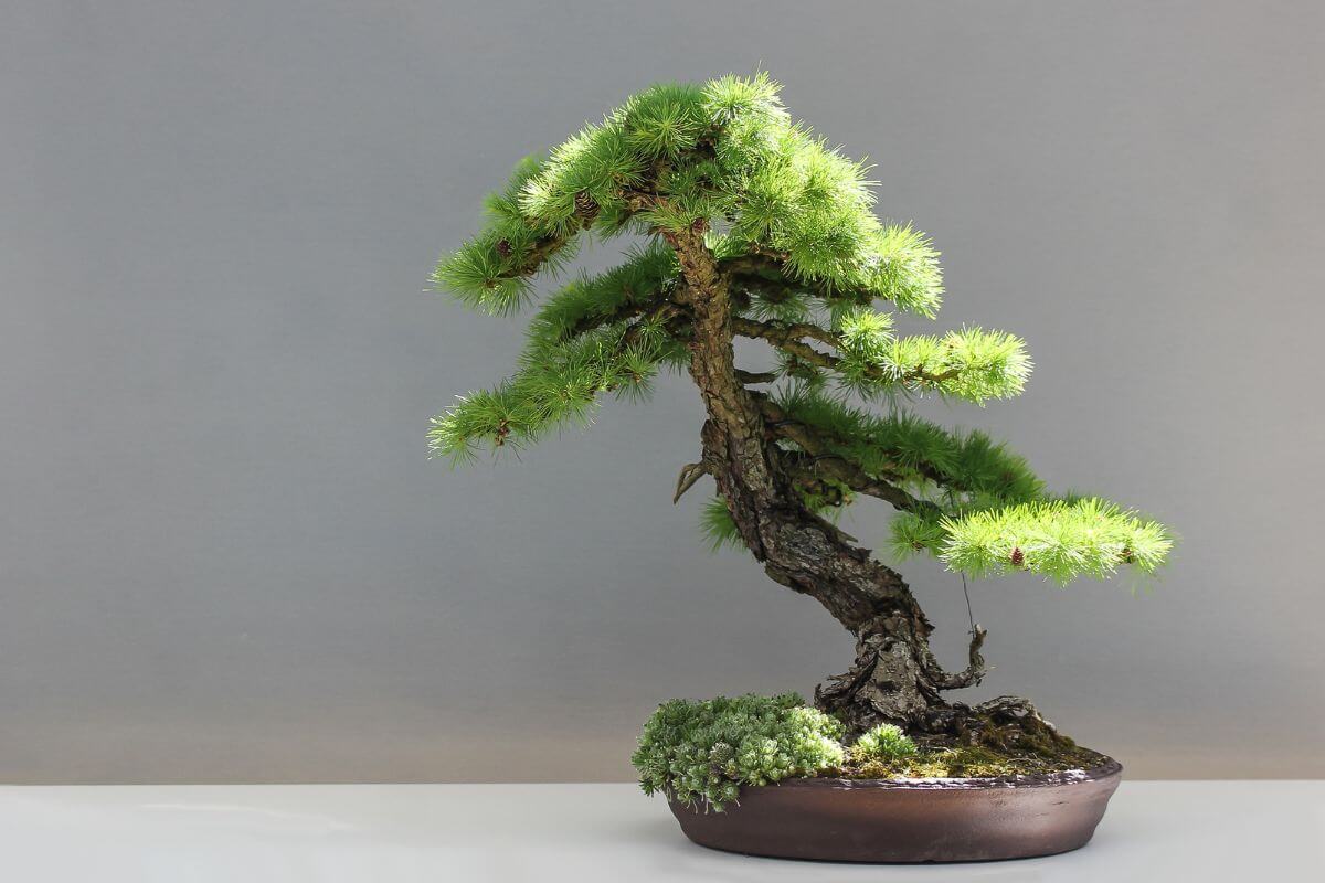 A beautiful bonsai tree stands out amid neutral surroundings