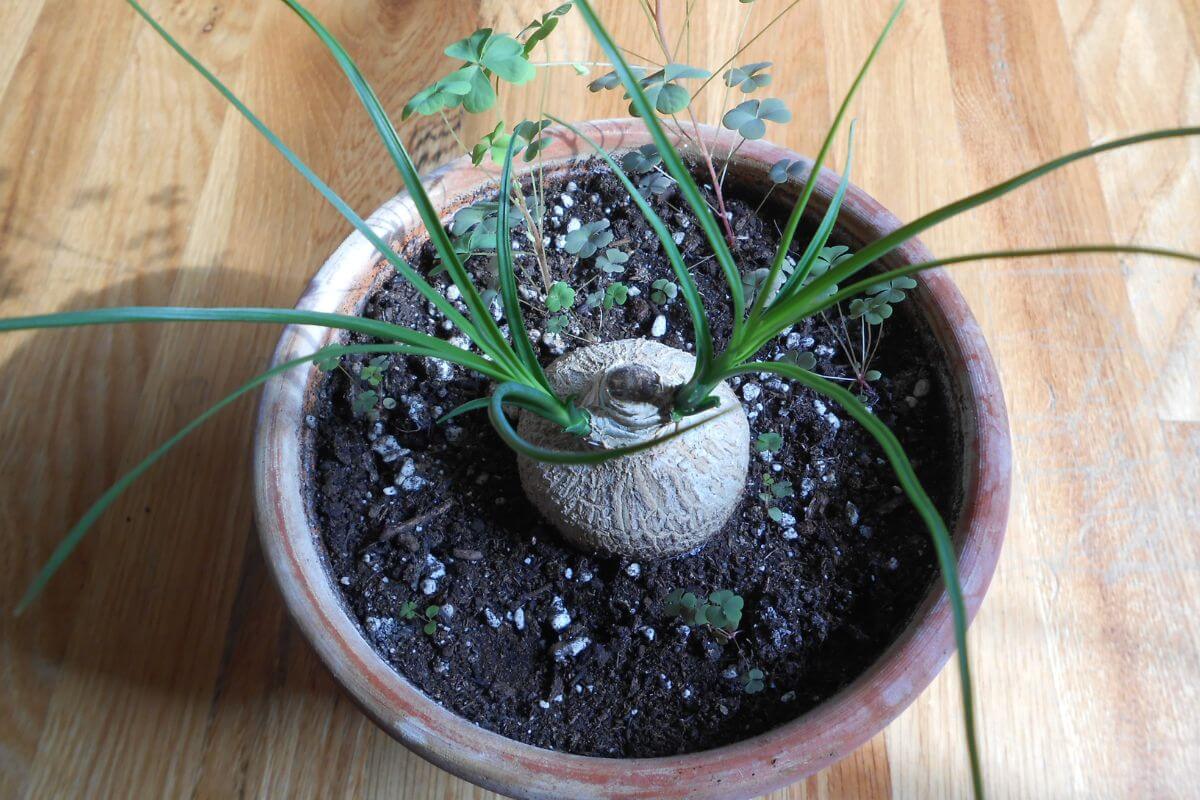 A potted ponytail palm with long, green, grass-like leaves sprouting from a round base.