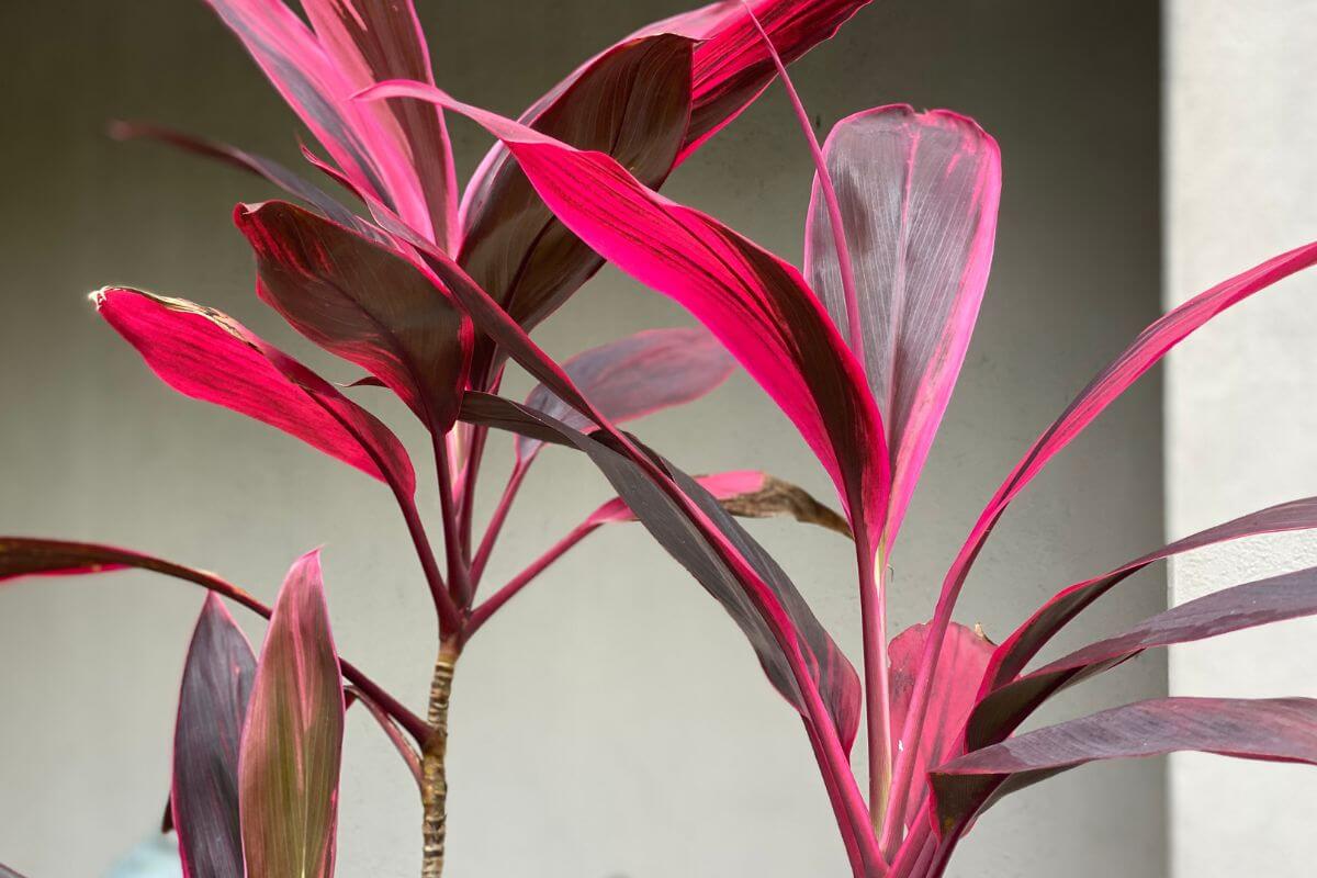 Close-up of a hawaiian ti plant with vibrant reddish-pink and dark green leaves against a neutral background.