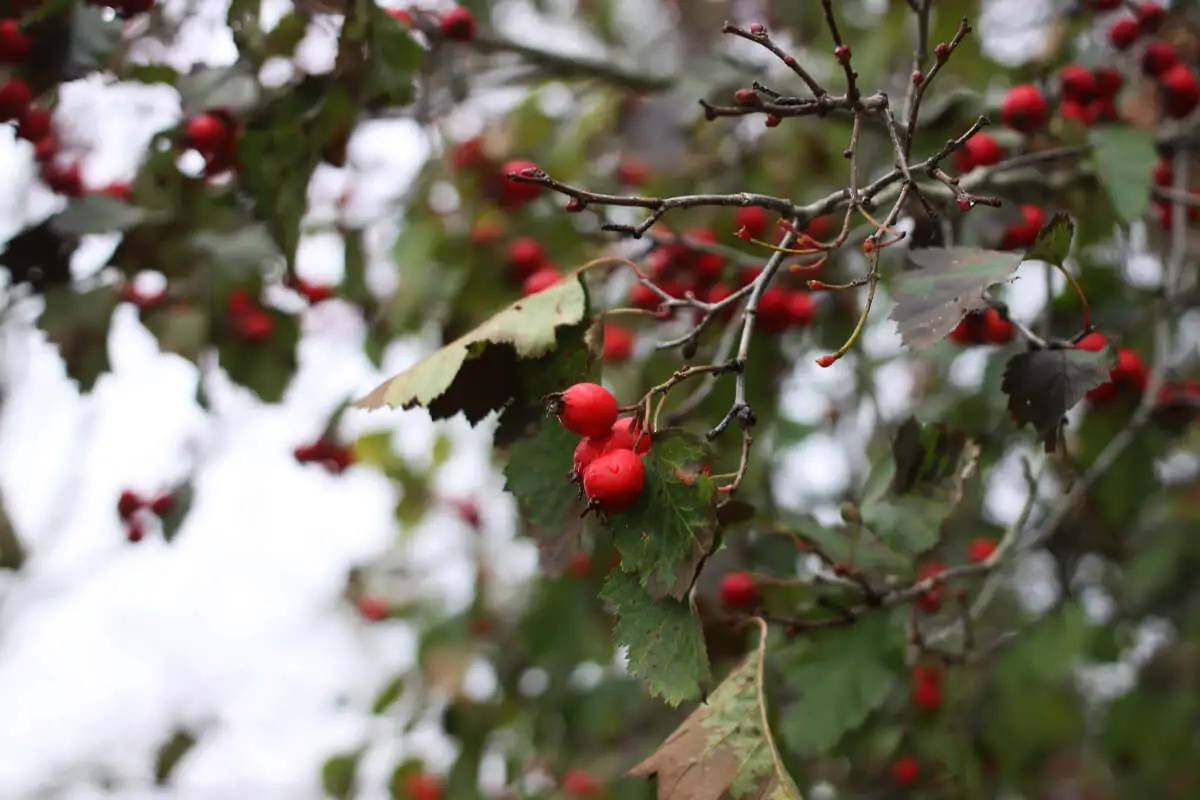 A branch with hawthorn berries, one of the red edible berries.