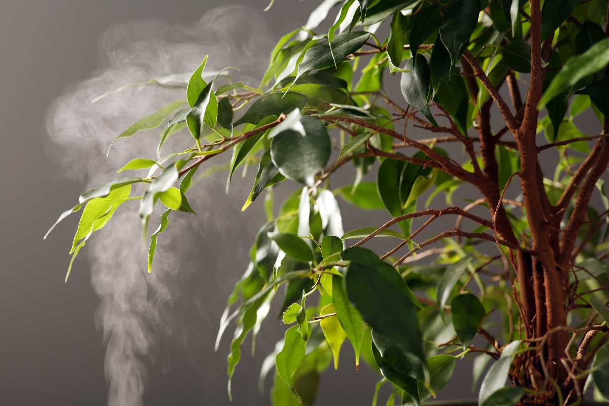 A lush indoor plant with green leaves, with a mist of water being sprayed onto it from the left side of the image. 