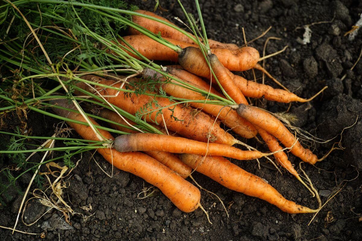 A bunch of freshly harvested, slightly muddy carrots with green tops laying on dark soil.