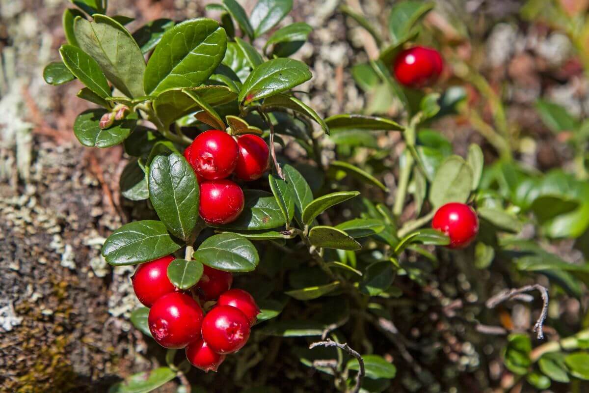 Close-up of bright red cranberries clustered against green leaves and a tree trunk.