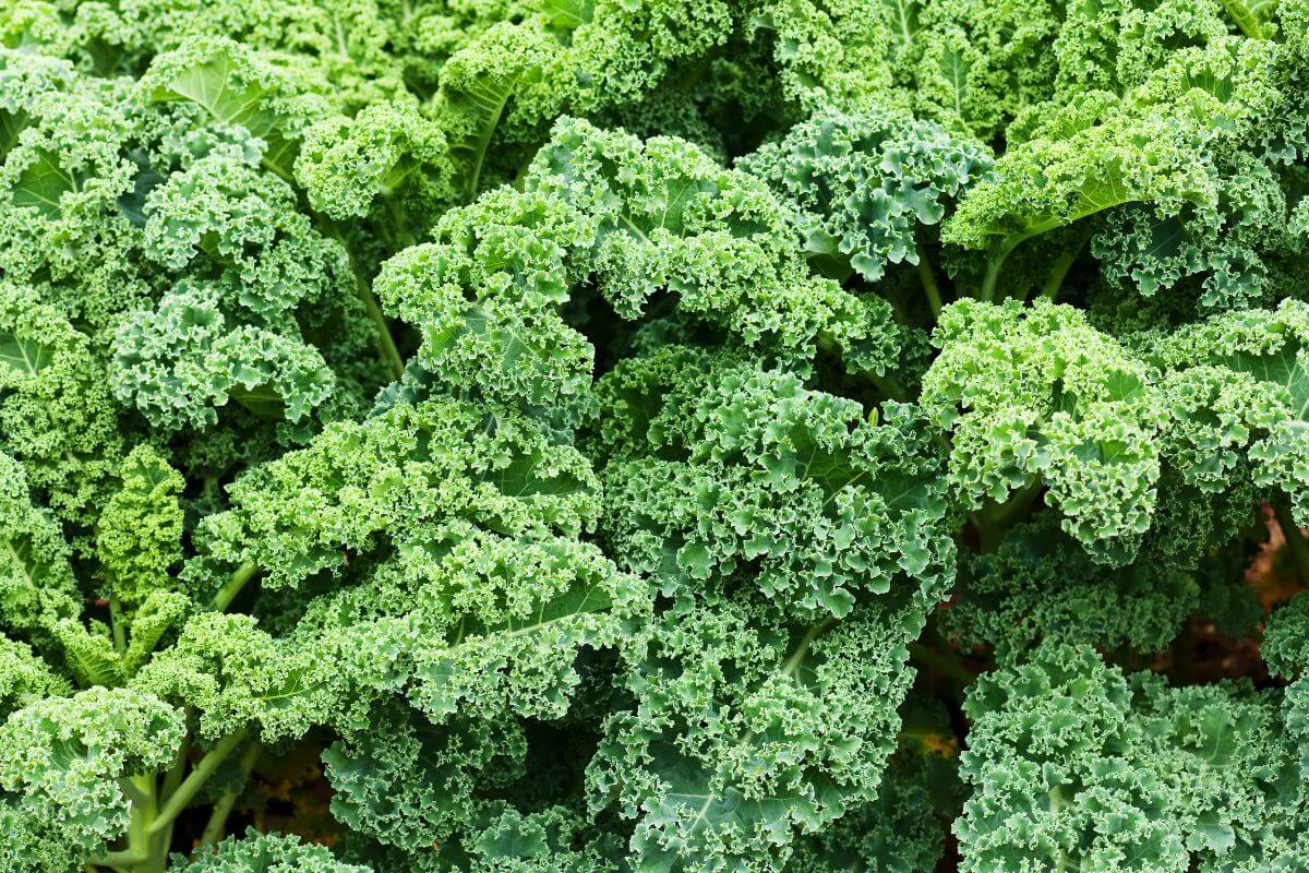 A close-up of curly kale with vibrant green, ruffled leaves densely packed together, forming a lush, textured surface.