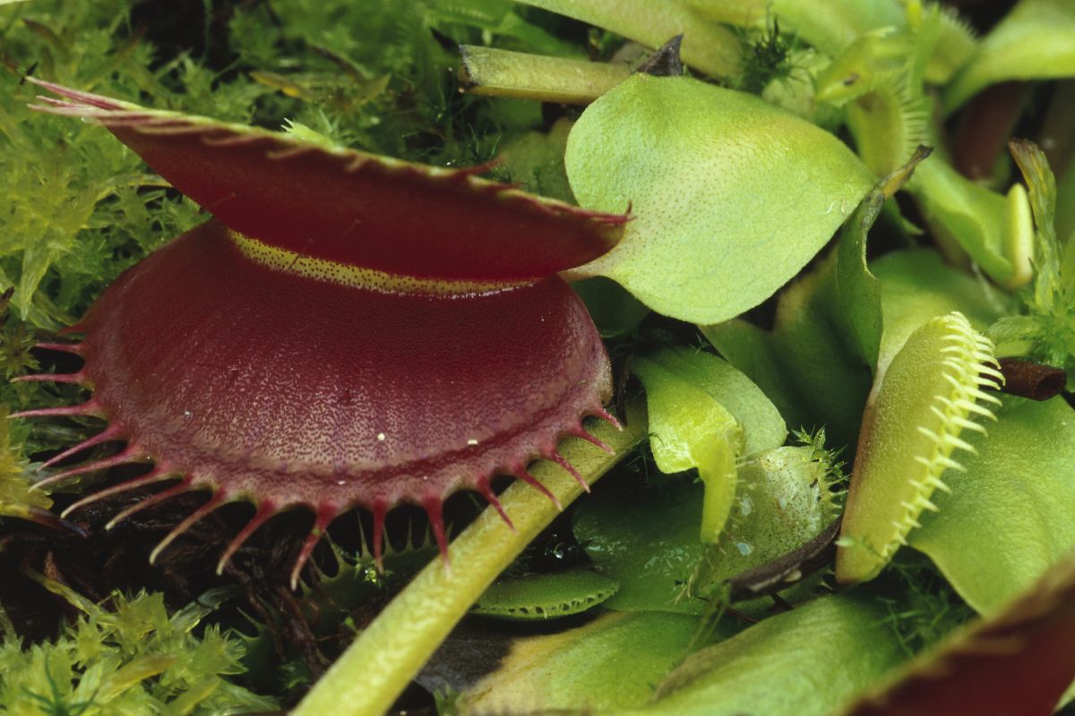 Close-up image of a Venus flytrap with its distinctive green leaves and open trap, which is red on the inside, displaying spiky edges.