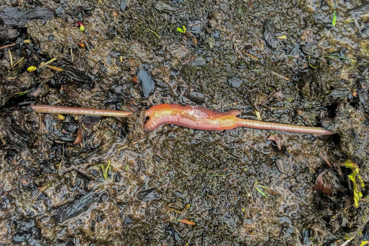 A pair of earthworms is engaged in the process of mating on a moist, muddy ground. 