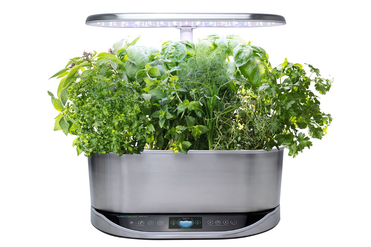 A modern stainless steel AeroGarden filled with vibrant green herbs, including lush cilantro. The AeroGarden features an LED grow light and a control panel.