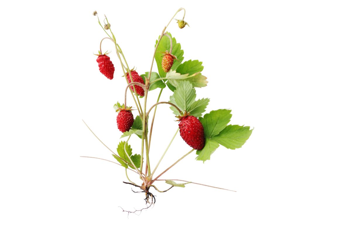 Strawberry crown with a few ripe red strawberries, lush green leaves, and small white flowers.