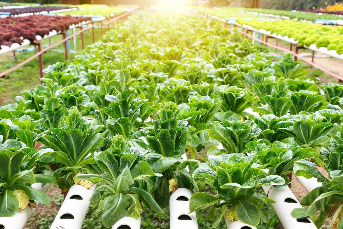 Rows of leafy green vegetables are thriving in a hydroponic farm, nourished under the glow of natural sunlight.