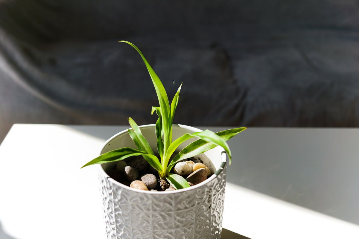 A small green spider plant with elongated leaves grows in a white textured pot filled with pebbles.