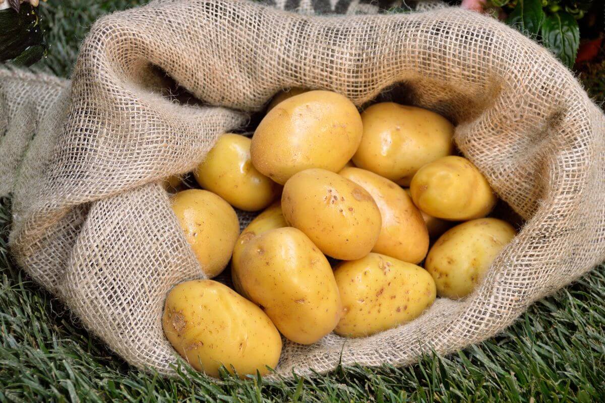 An open burlap sack filled with potatoes, resting on green grass.