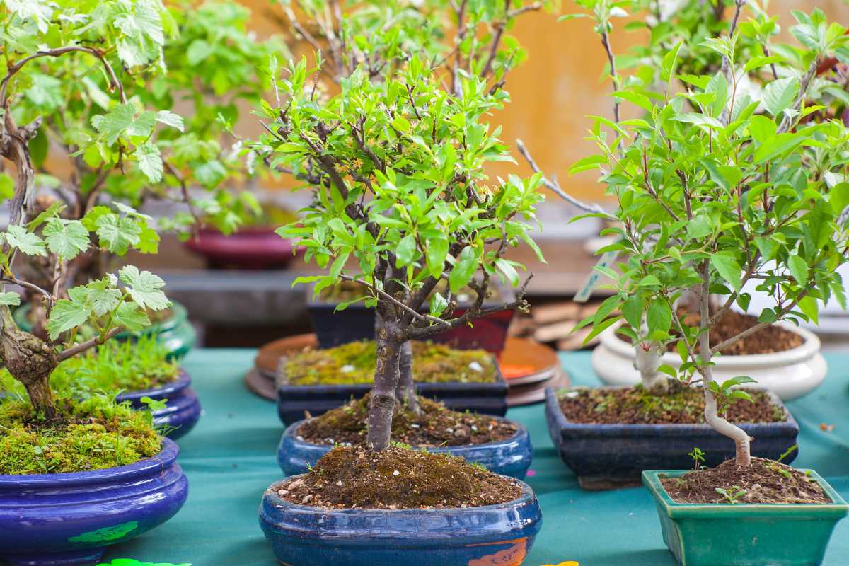 Different kinds of bonsai trees for sale on display at a garden.