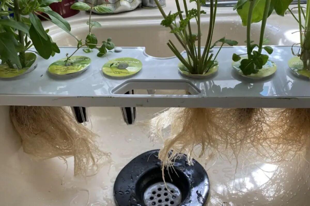 An aerogarden system set up in a sink, featuring several plants with visible roots suspended in water.