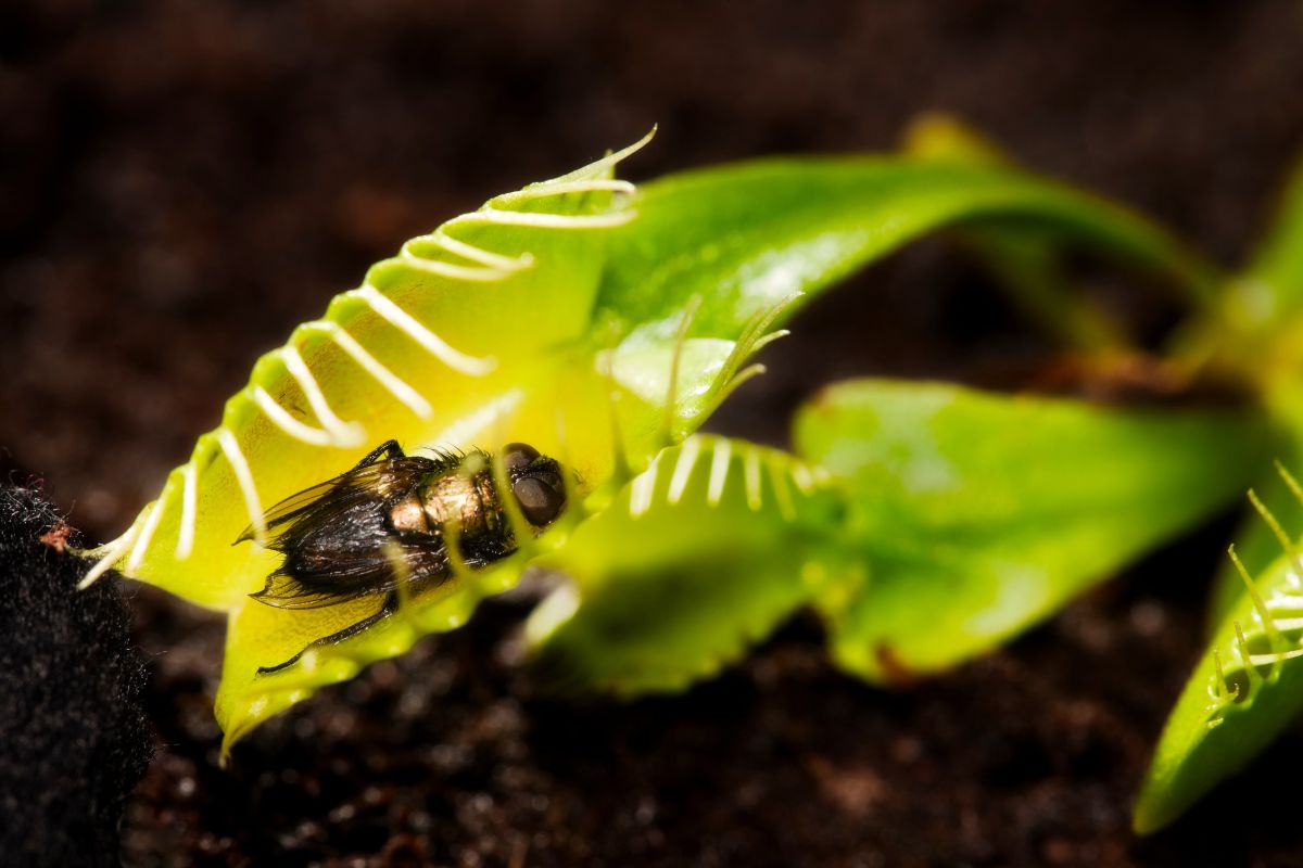 A close-up of a Venus flytrap with a captured fly partially trapped between its jagged, green leaves.