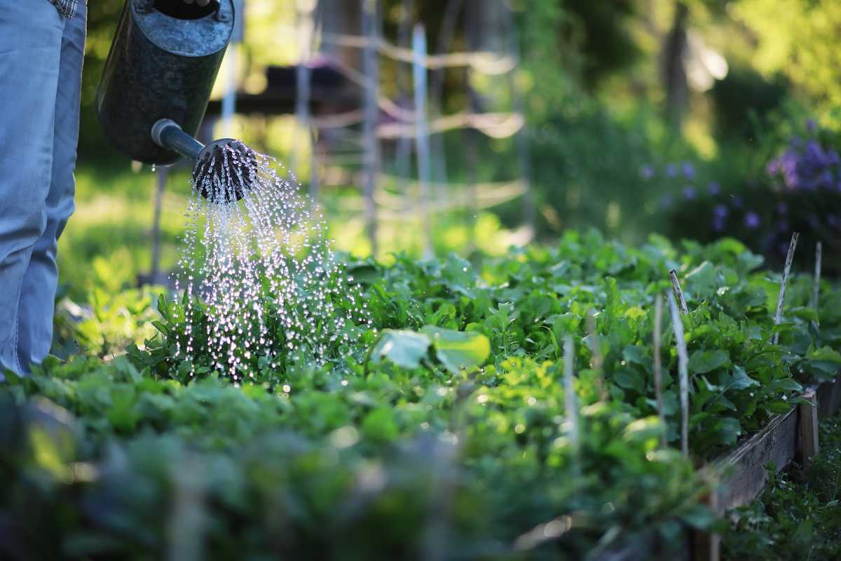 A person is watering a lush green vegetable garden with a metal watering can.