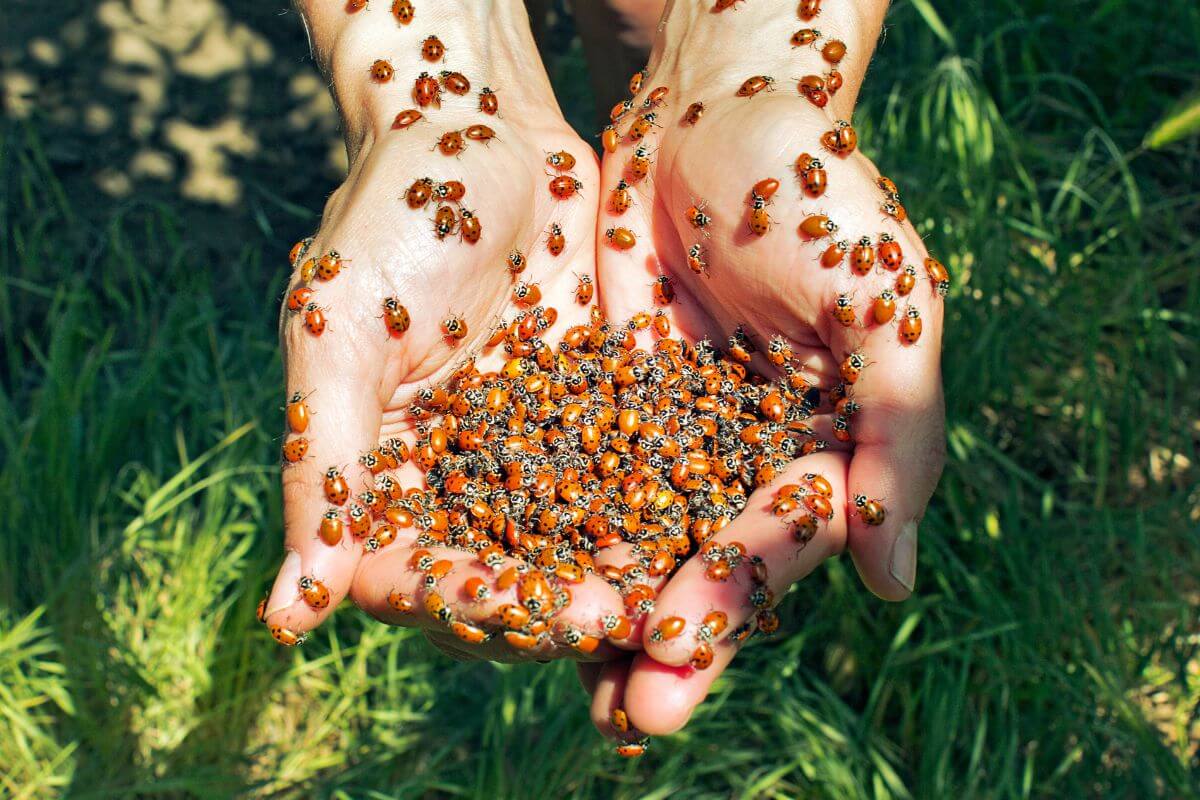 Two cupped hands are filled with hundreds of red and black ladybugs, with many more crawling up the arms.