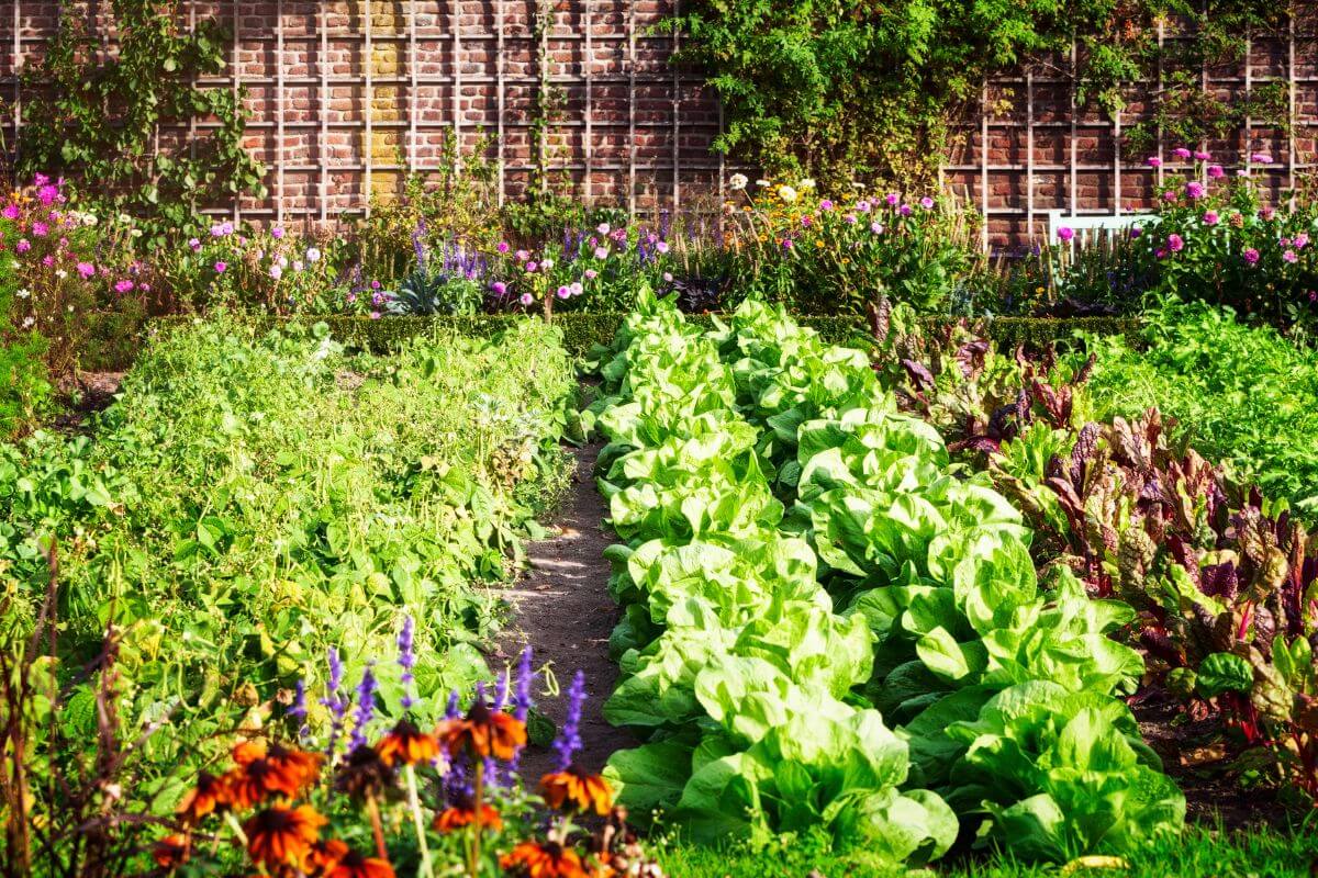 A lush vegetable garden with neatly arranged rows of various plants, an ideal inspiration on how to start a vegetable garden.