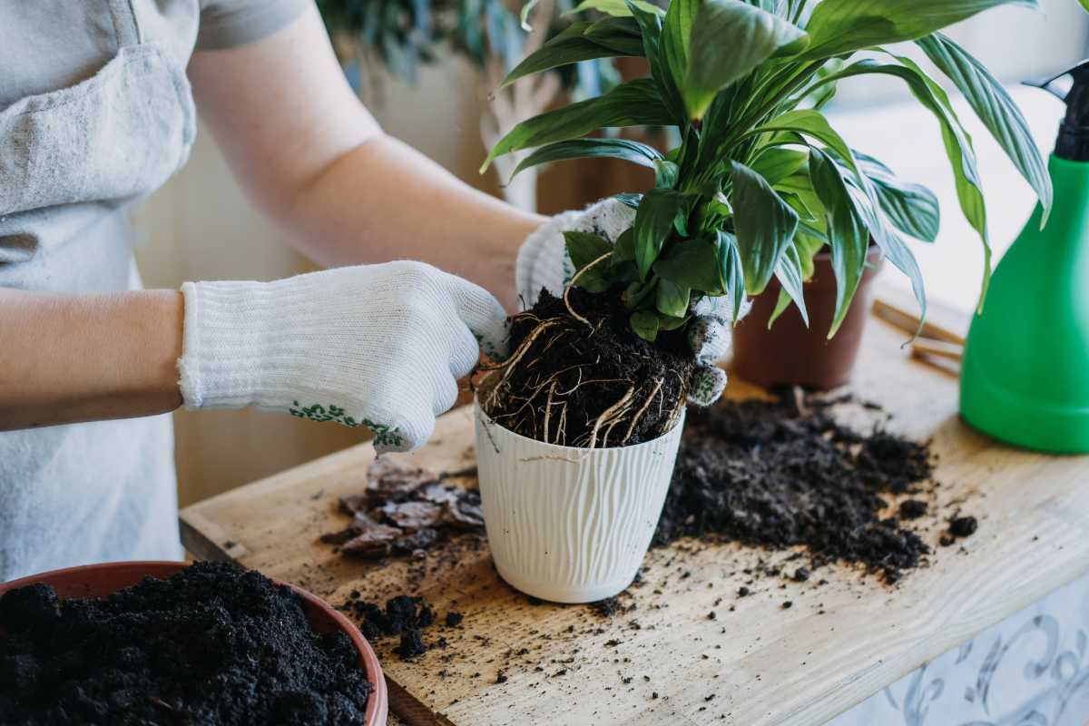 A person wearing white gloves is repotting a green plant into a white pot, with soil and plant roots visible. 