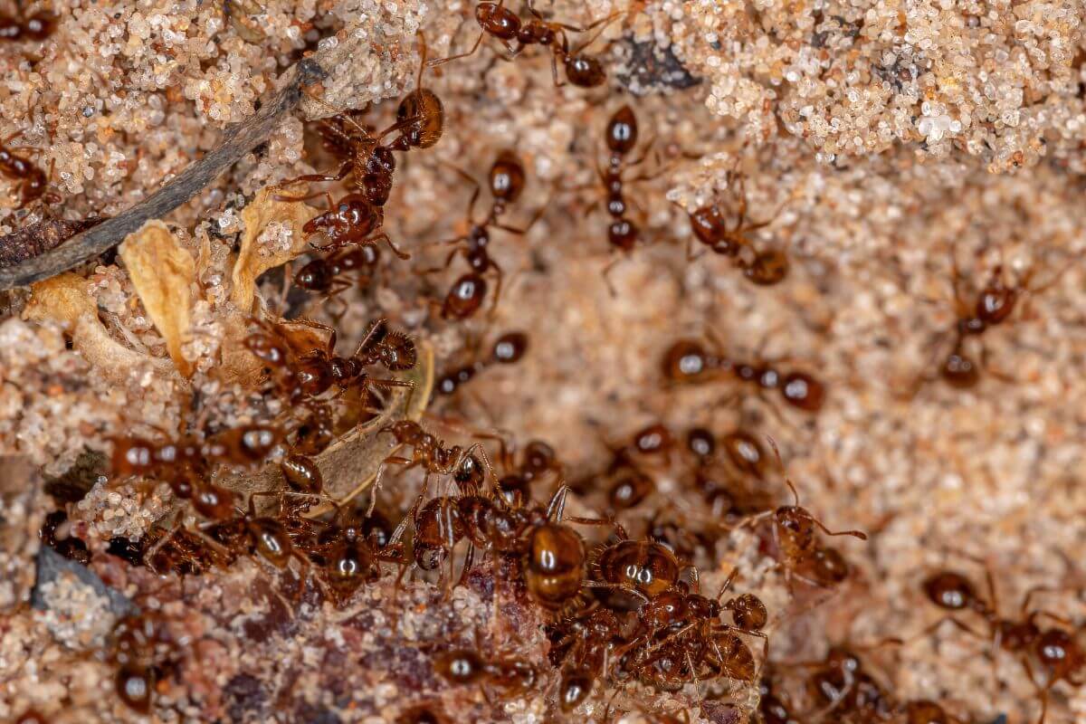 Close-up image of a group of fire ants on a sandy ground in a garden.