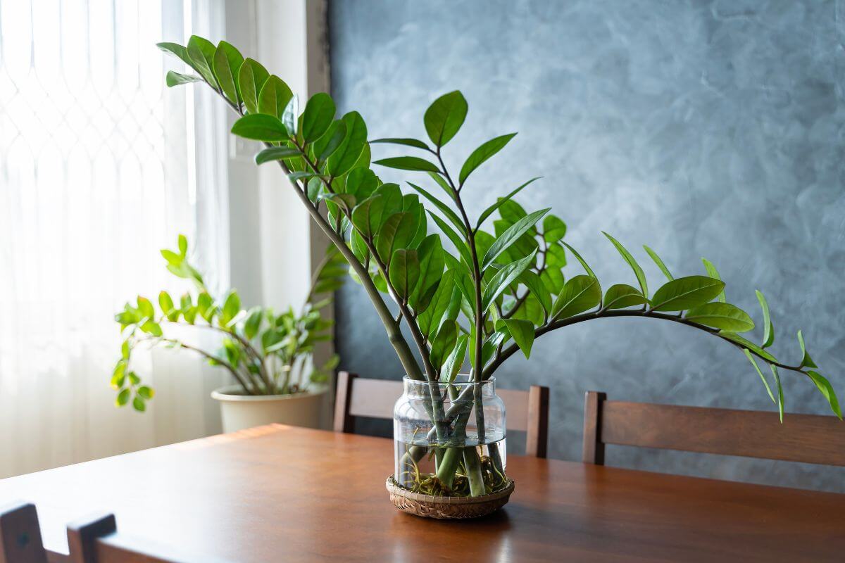 A potted green ZZ plant with large, broad leaves sits in a clear glass jar on a wooden dining table.