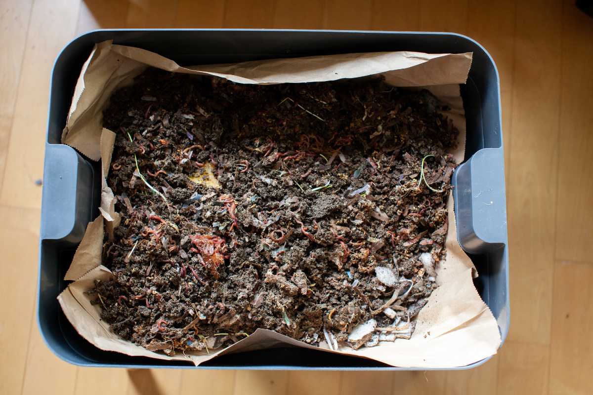 A compost bin filled with worms, organic matter, and decomposing food scraps, including bits of vegetables and paper. The bin is lined with brown paper and sits on a wooden floor.