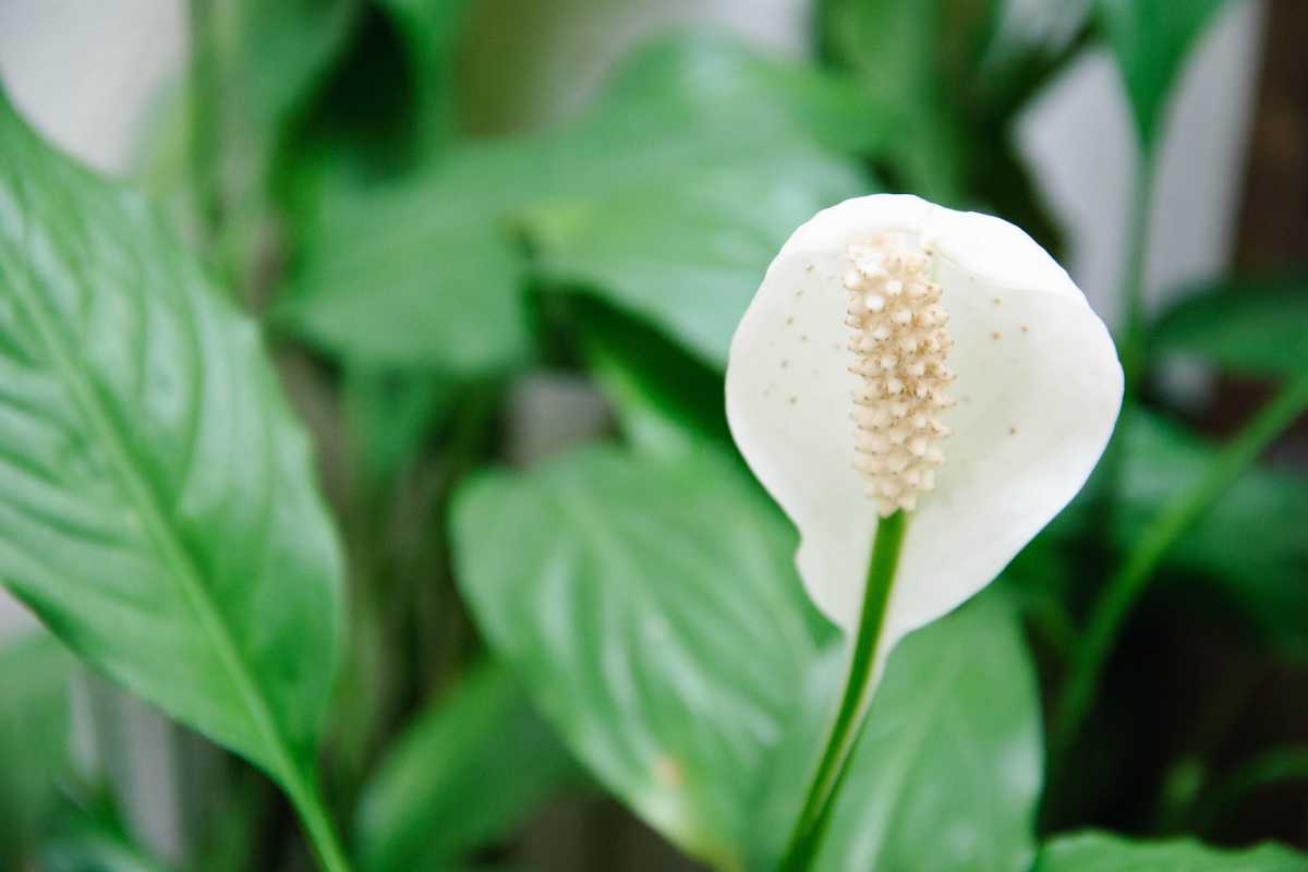 A white peace lily flower with its distinctive spathe and spadix. 