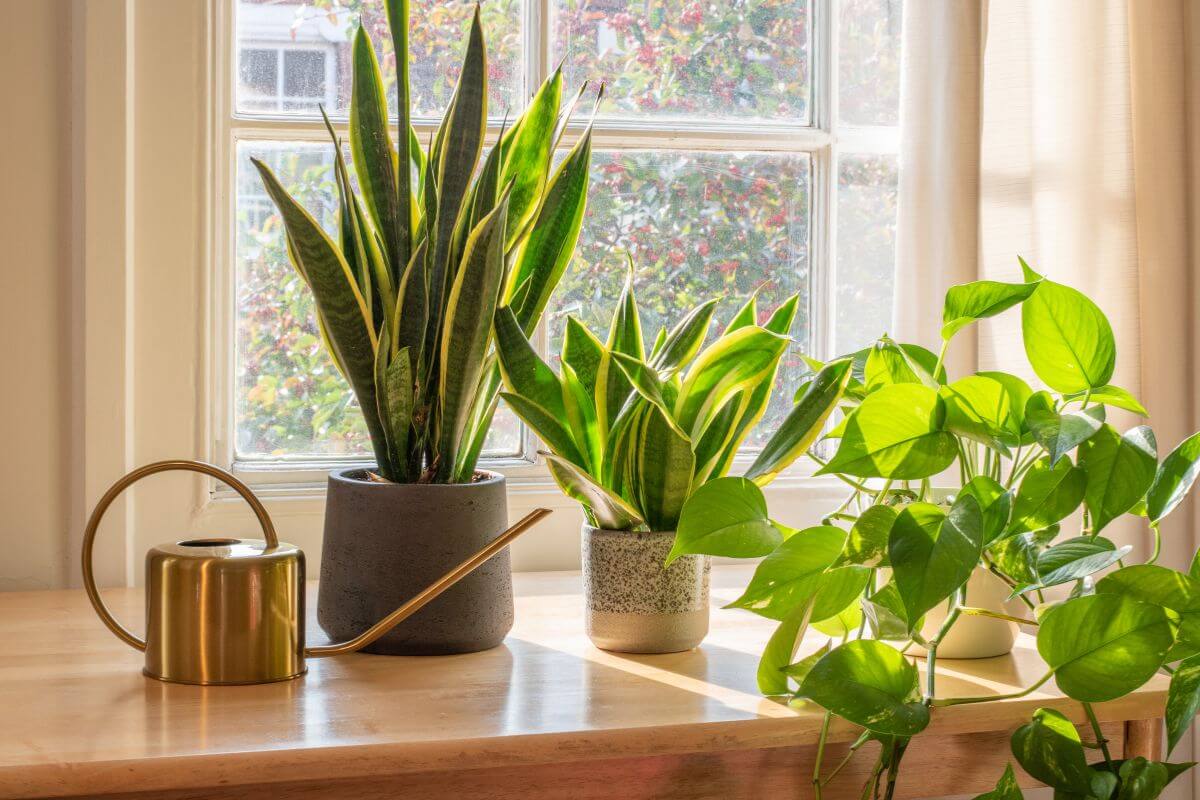 Three potted plants placed on a wooden windowsill.