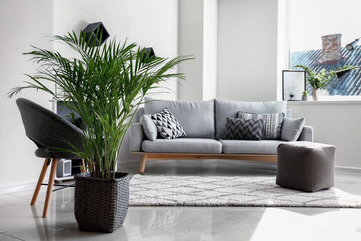 A modern living room with a light gray sofa, decorated with patterned pillows, next to a large potted indoor palm.